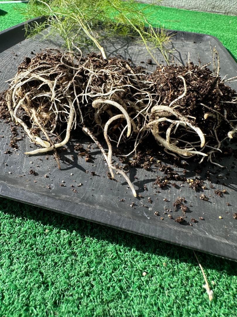 パープルタワー 育苗中農薬不使用 アスパラ