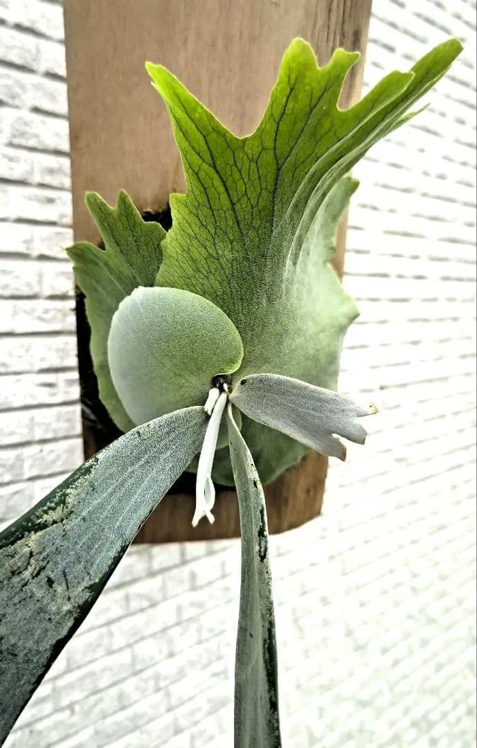 ビカクシダ☆ウィリンキー☆willinckii Gn. Argopuro - メルカリ