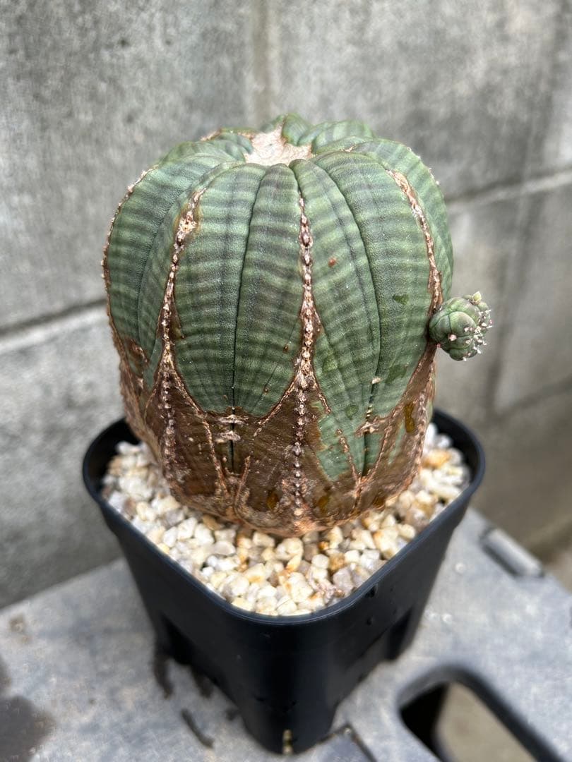 ♀ オベサ ユーフォルビア