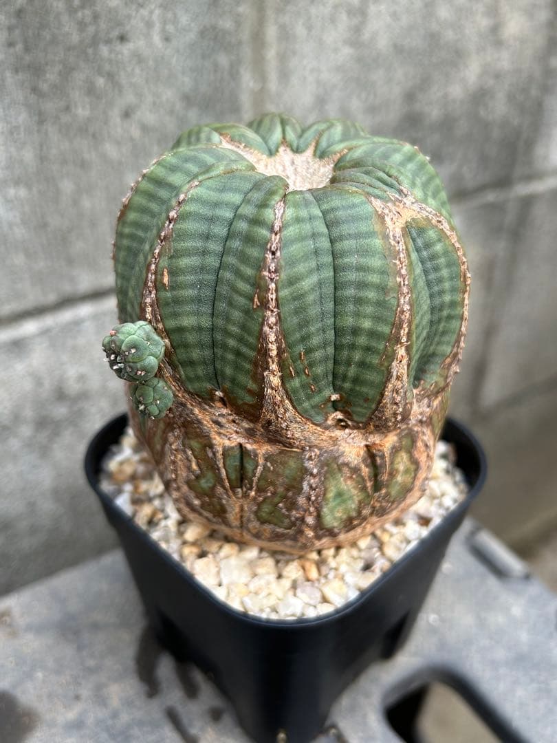 ♀ オベサ ユーフォルビア