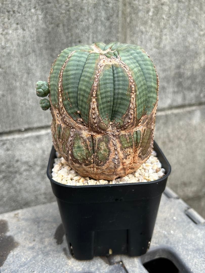 ♀ オベサ ユーフォルビア