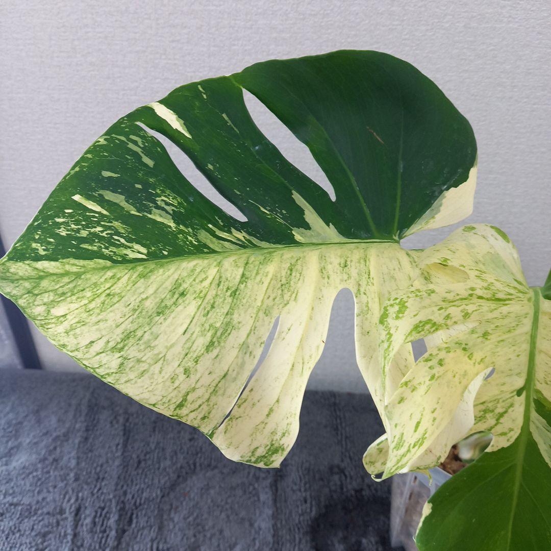 モンステラ デリシオーサ スフィンクス
