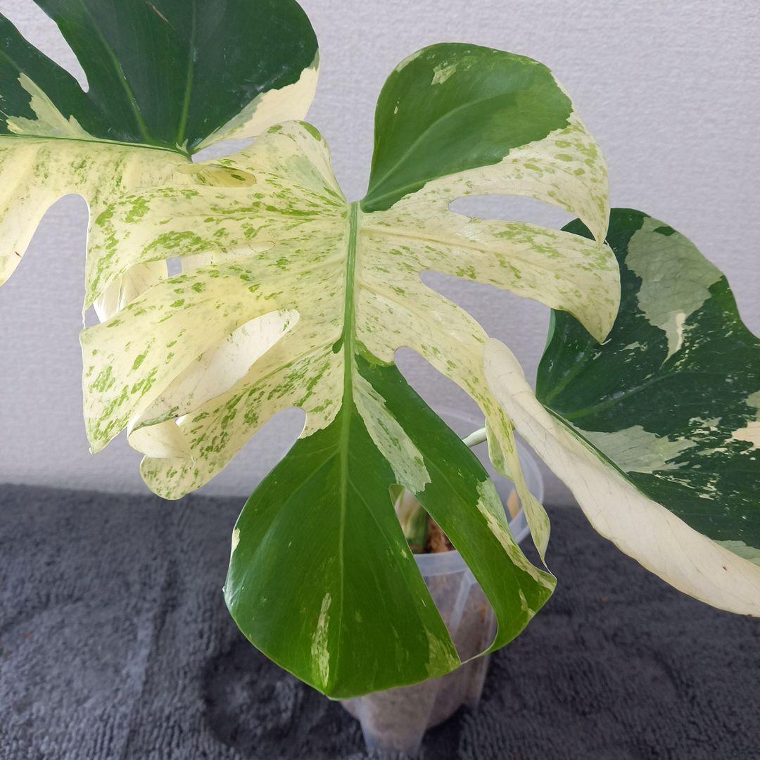 モンステラ デリシオーサ スフィンクス