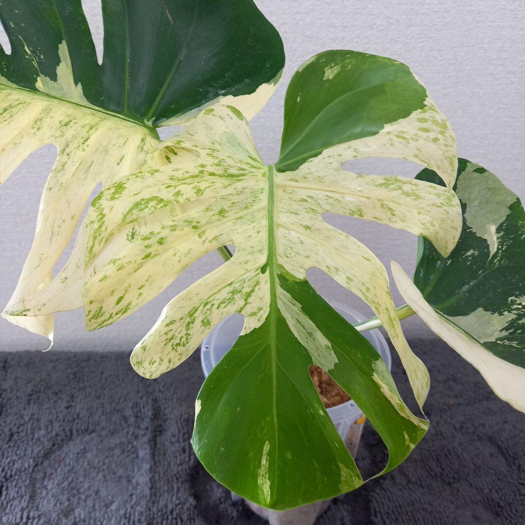 モンステラ デリシオーサ スフィンクス