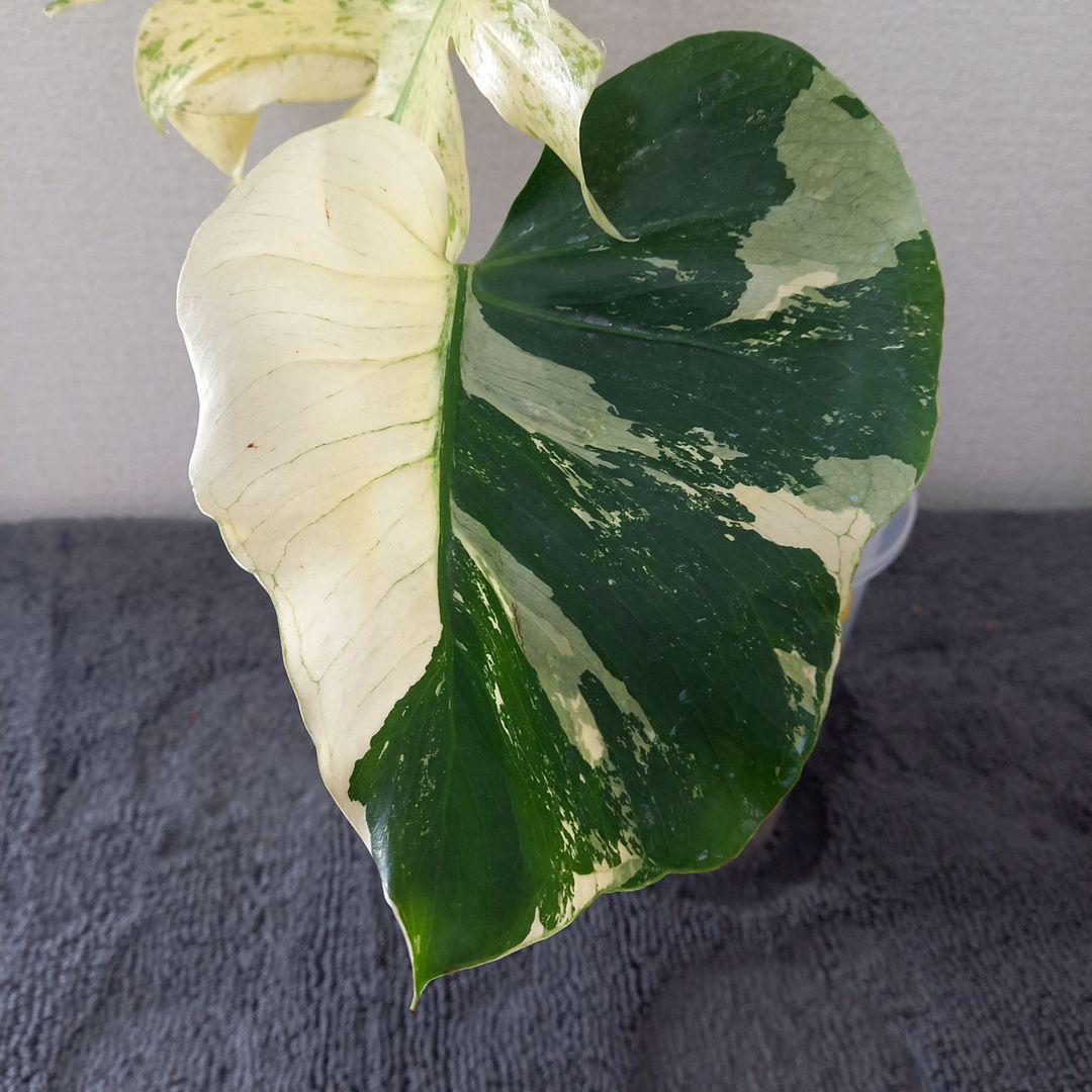 モンステラ デリシオーサ スフィンクス