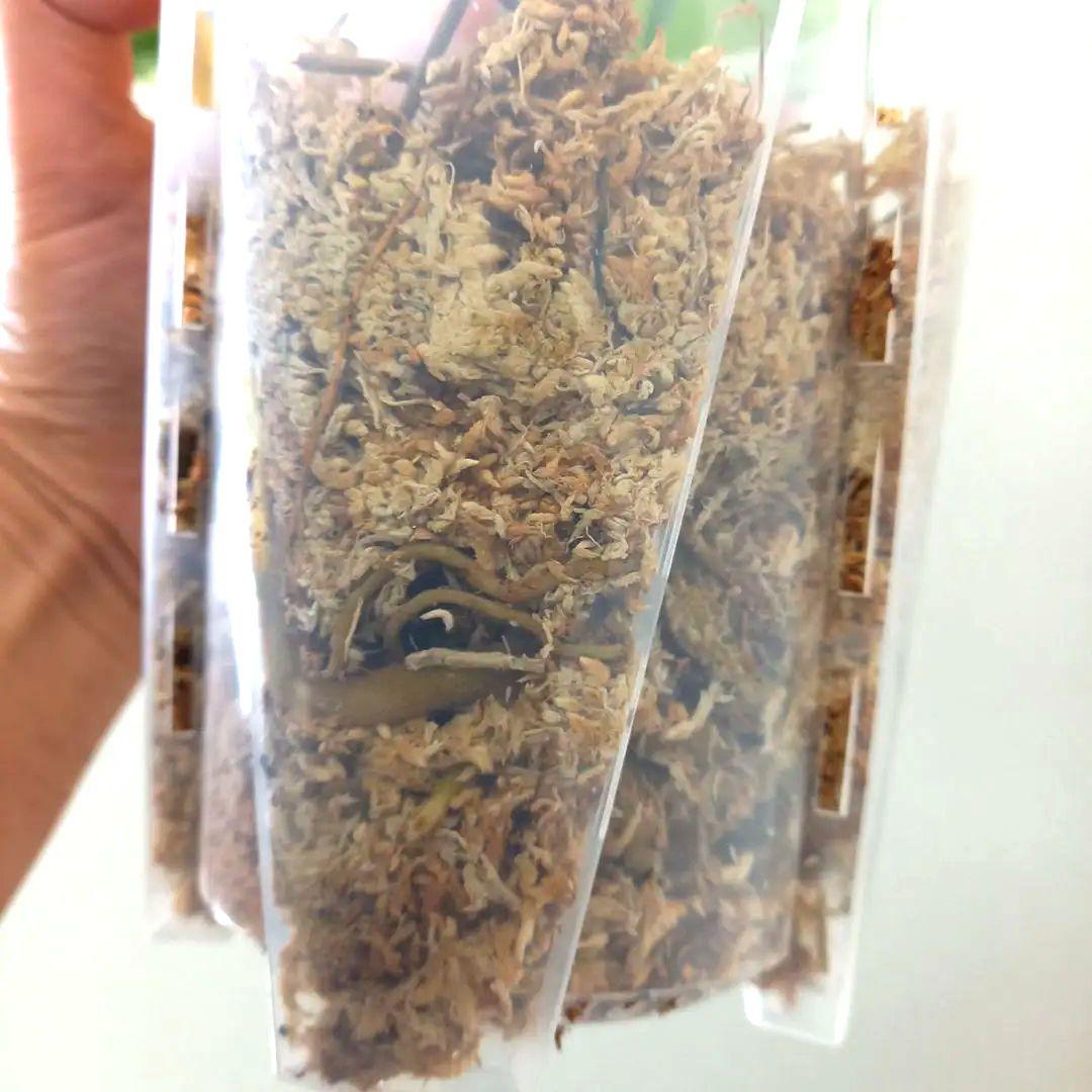 モンステラ デリシオーサ スフィンクス