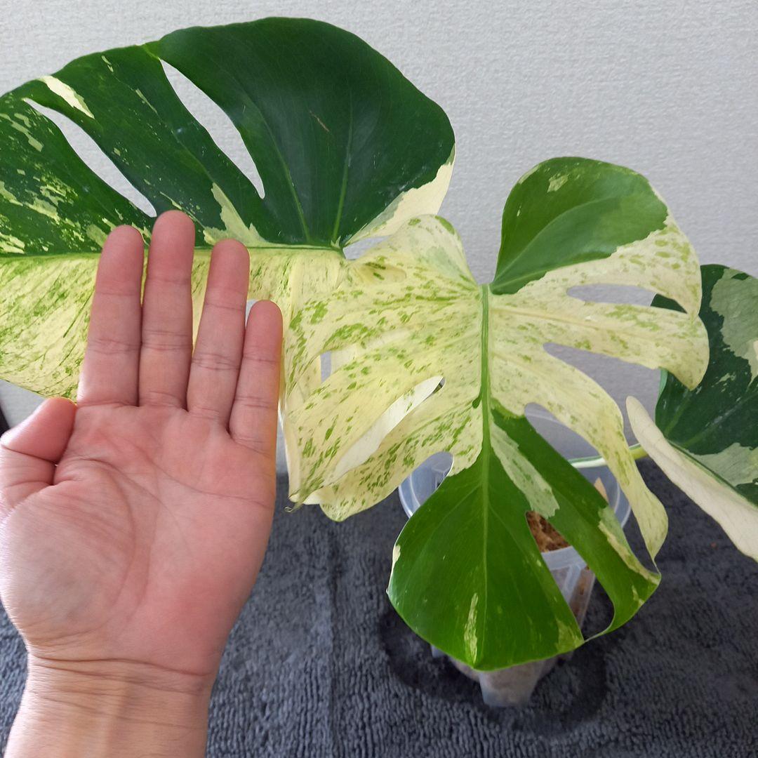 モンステラ デリシオーサ スフィンクス