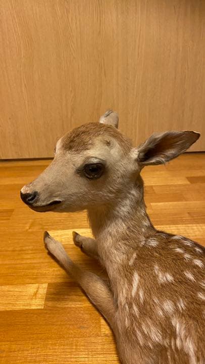 子鹿 バンビ の剥製 本物 - メルカリ