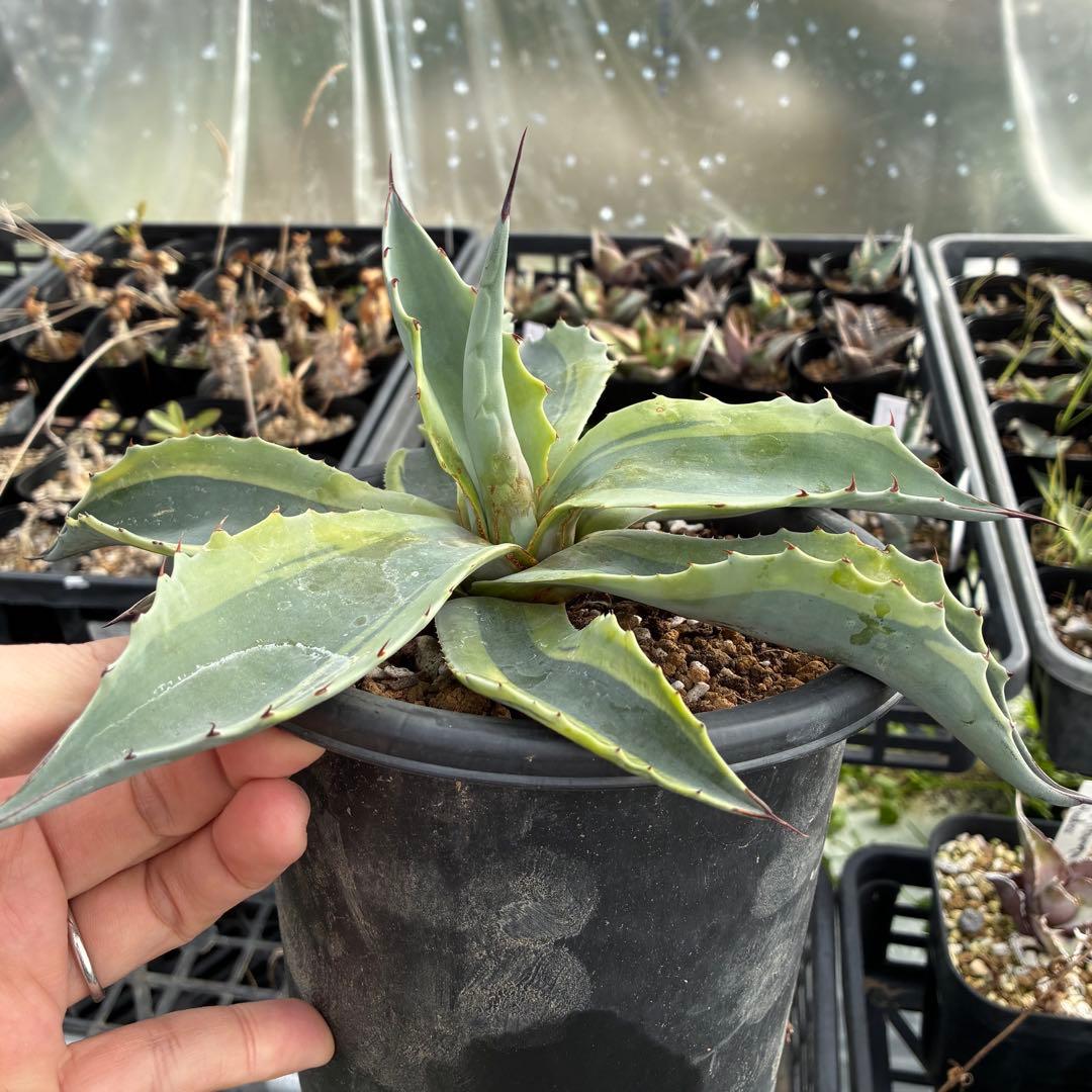 アガベ オバティフォリア オルカ（発根済み）