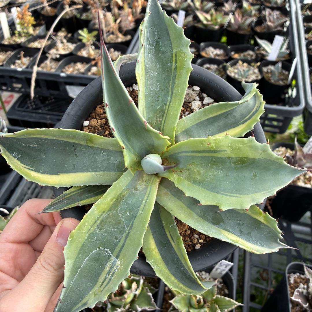 アガベ オバティフォリア オルカ（発根済み）