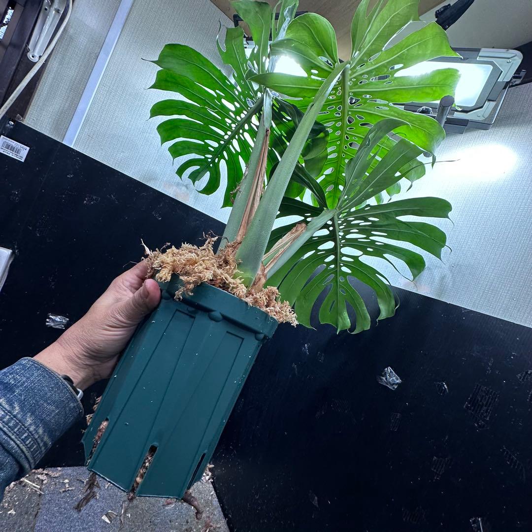 モンステラデリシオーサマクロコズム超希少系統鉢植え77㎝ - メルカリ