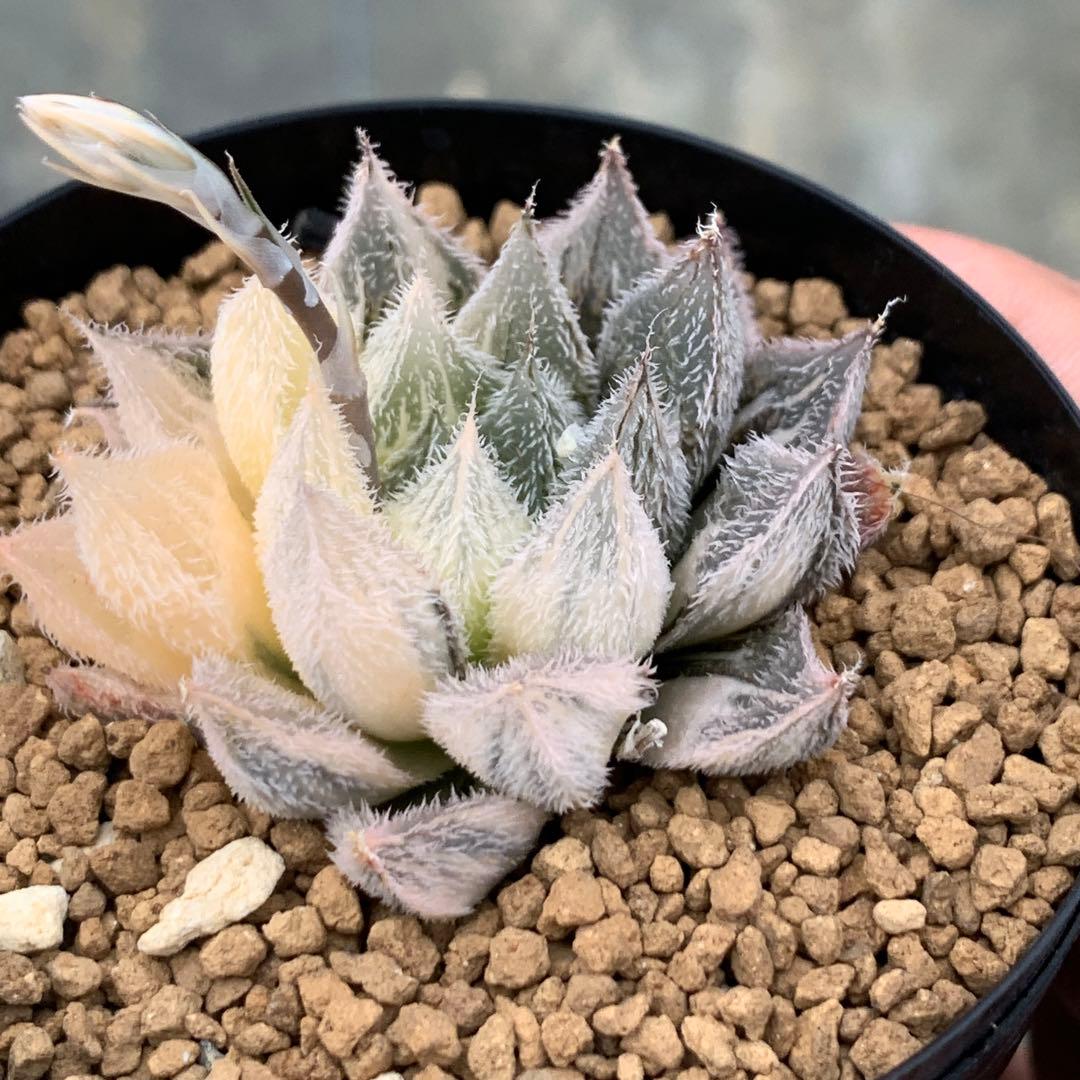 多肉植物 ハオルチア 白雪絵巻錦 - メルカリ