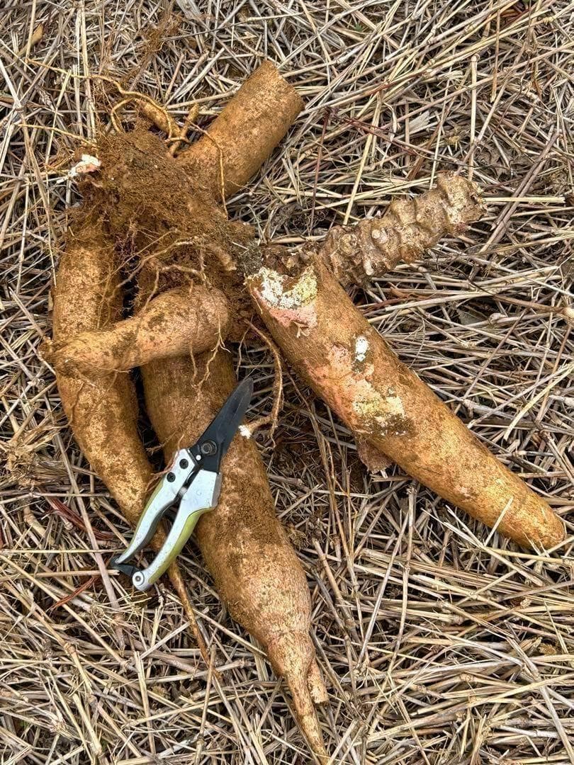 世界最高峰、ゴールデン・キャッサバ◆太葉種,超極太枝★挿し木枝★80サイズ箱満杯