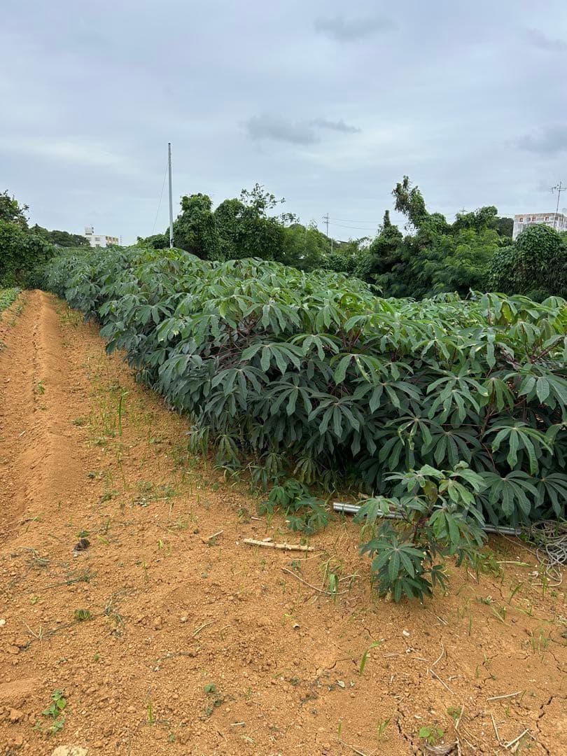 世界最高峰、ゴールデン・キャッサバ◆太葉種,超極太枝★挿し木枝★80サイズ箱満杯
