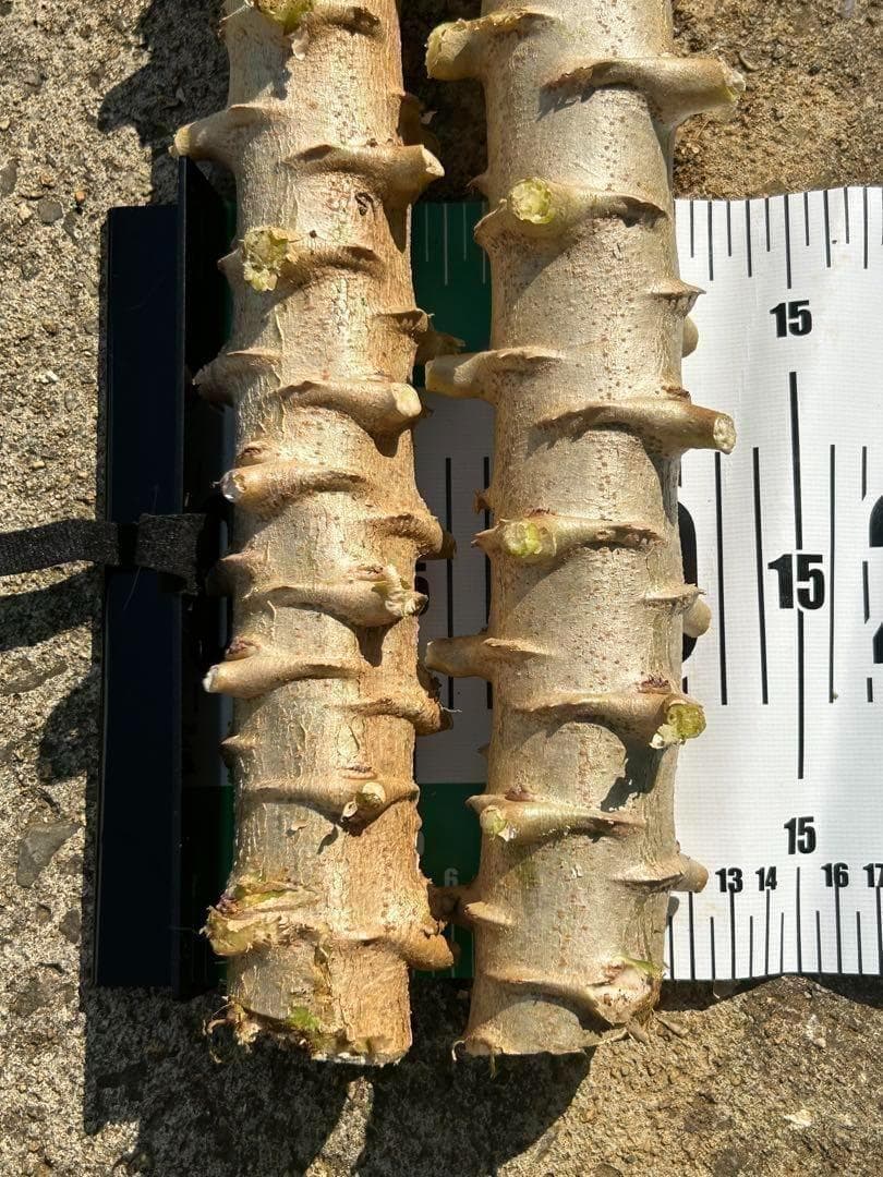 世界最高峰、ゴールデン・キャッサバ◆太葉種,超極太枝★挿し木枝★80サイズ箱満杯