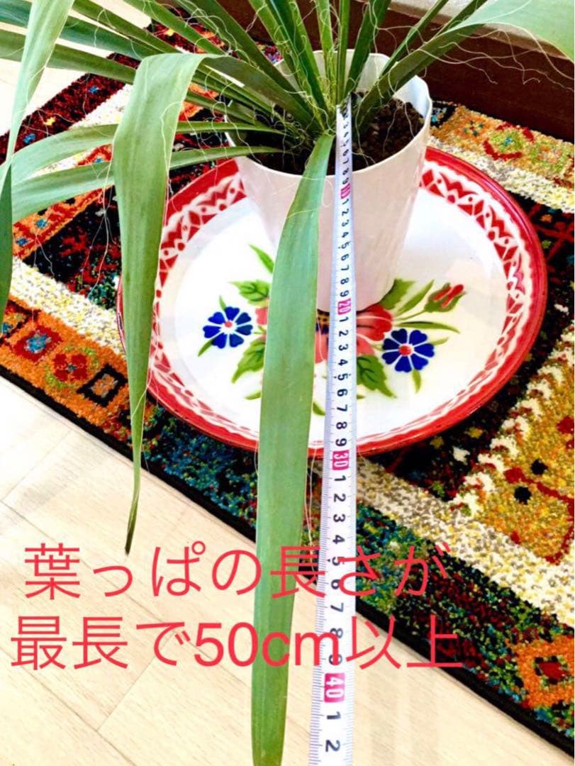 完売　発根済みの巨大株＊大苗＊優良株【ユッカ フィラメントーサ＊糸蘭＊イトラン】