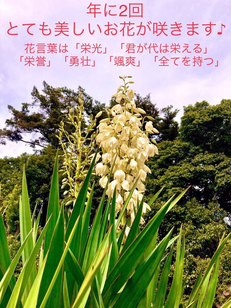 完売　発根済みの巨大株＊大苗＊優良株【ユッカ フィラメントーサ＊糸蘭＊イトラン】