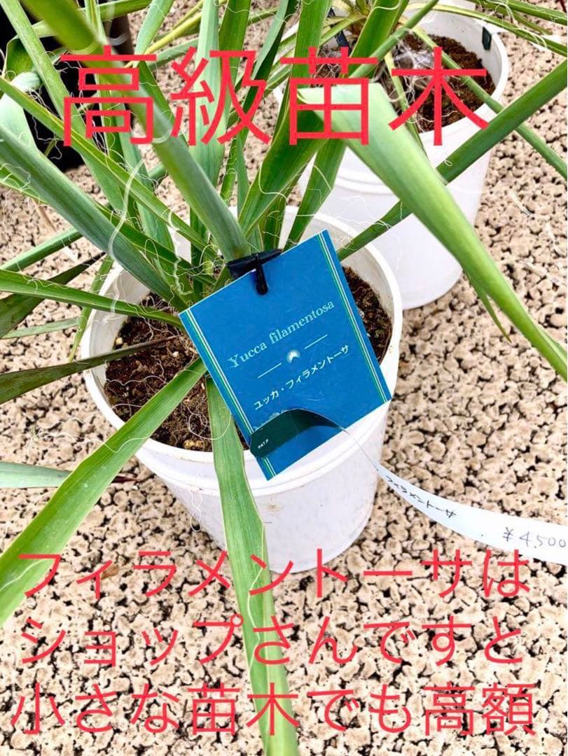 完売　発根済みの巨大株＊大苗＊優良株【ユッカ フィラメントーサ＊糸蘭＊イトラン】