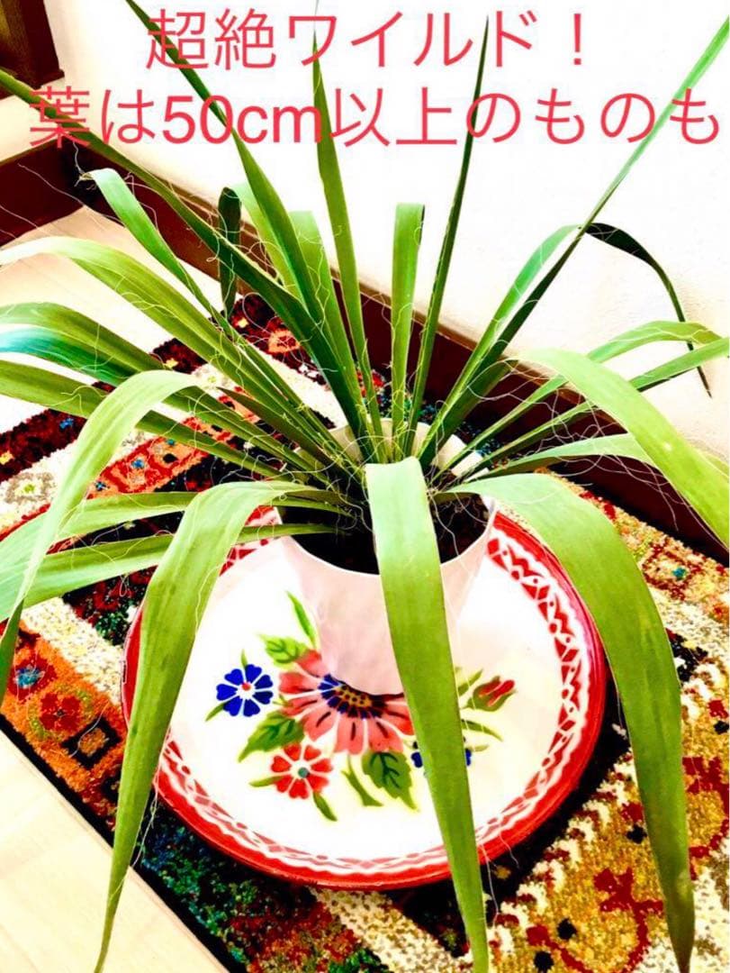 完売　発根済みの巨大株＊大苗＊優良株【ユッカ フィラメントーサ＊糸蘭＊イトラン】