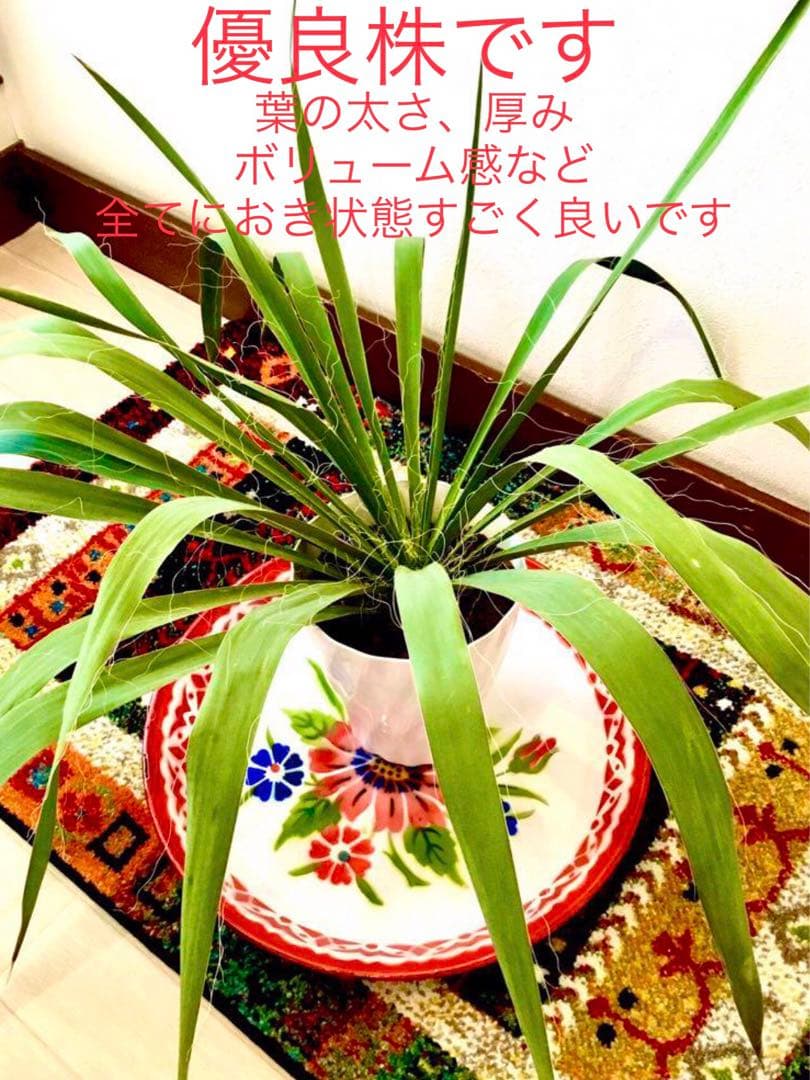 完売　発根済みの巨大株＊大苗＊優良株【ユッカ フィラメントーサ＊糸蘭＊イトラン】