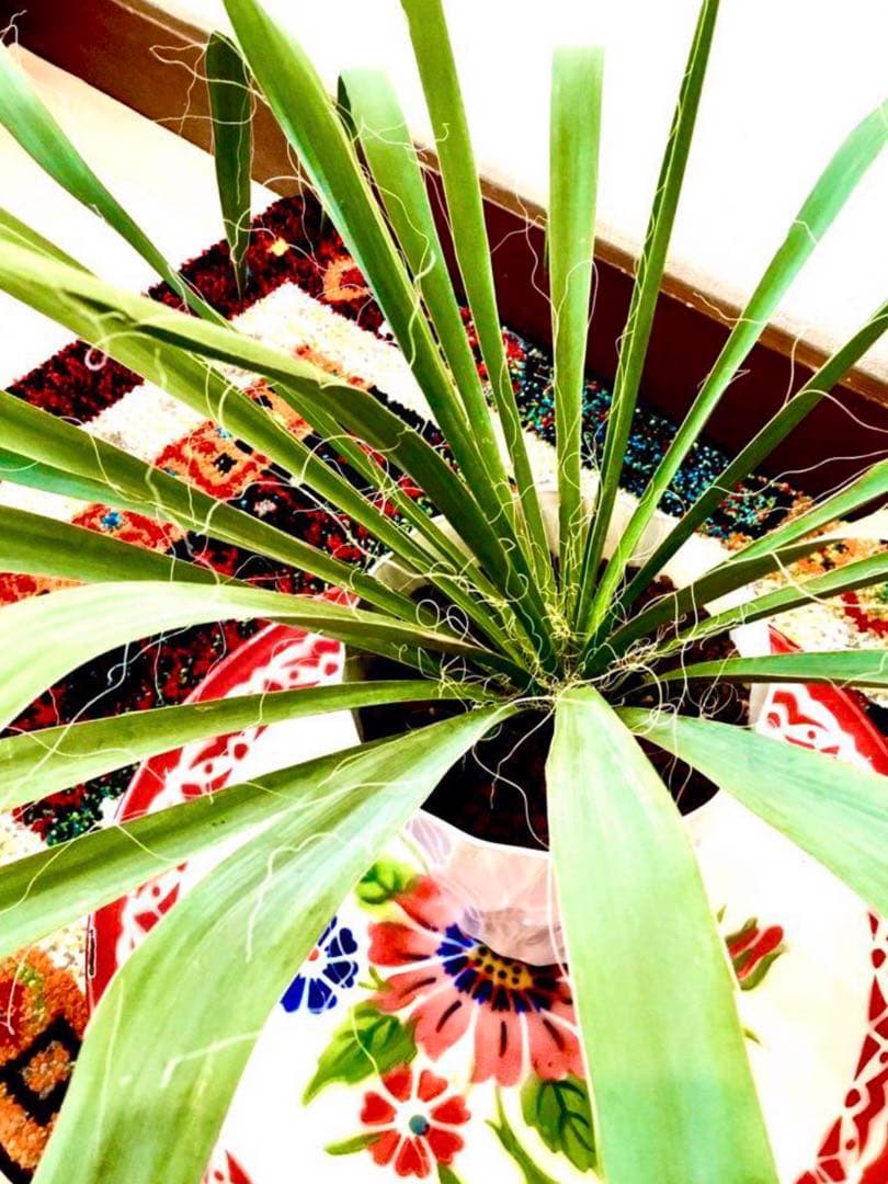 完売　発根済みの巨大株＊大苗＊優良株【ユッカ フィラメントーサ＊糸蘭＊イトラン】