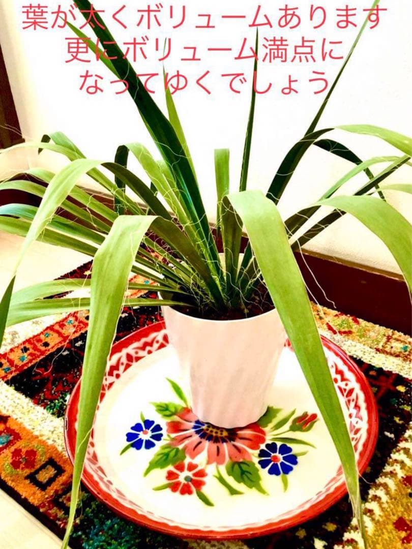 完売　発根済みの巨大株＊大苗＊優良株【ユッカ フィラメントーサ＊糸蘭＊イトラン】