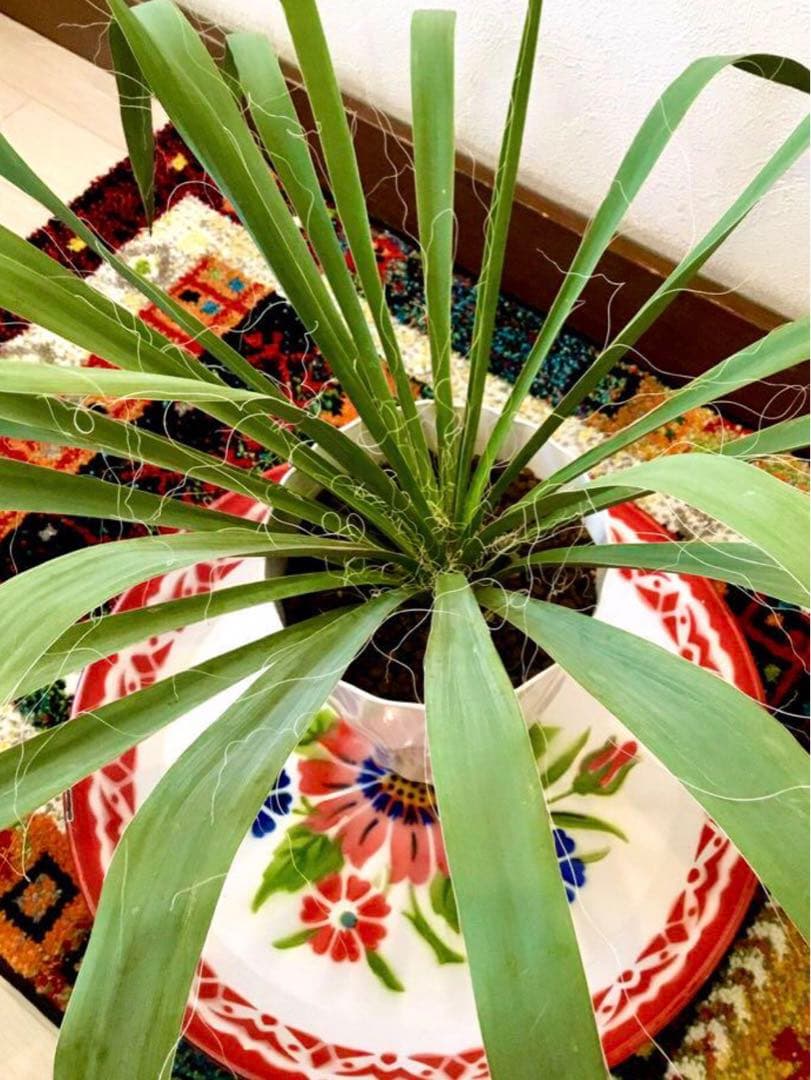 完売　発根済みの巨大株＊大苗＊優良株【ユッカ フィラメントーサ＊糸蘭＊イトラン】