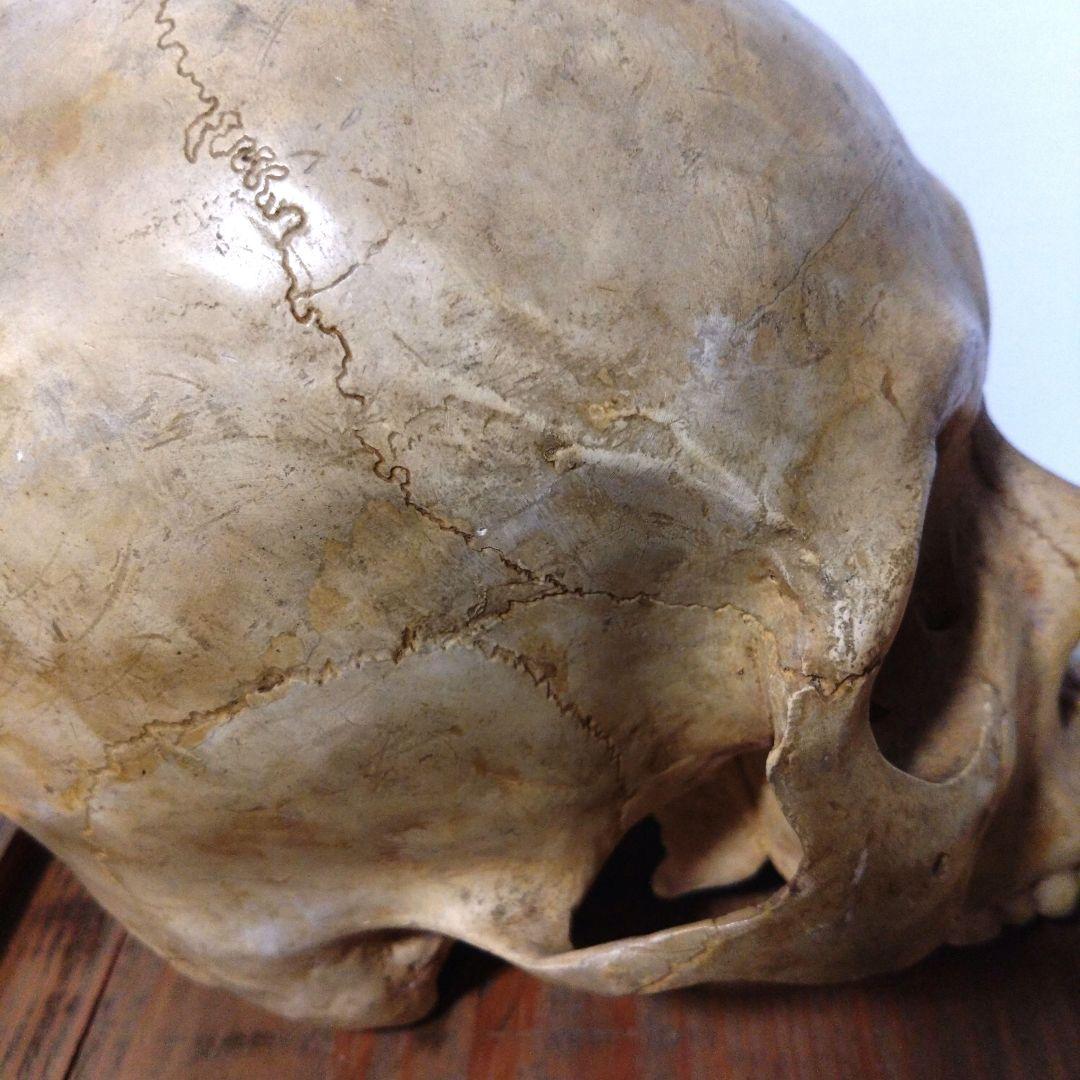 レトロな木箱入 頭蓋骨 模型 田中狐峯製品 - メルカリ