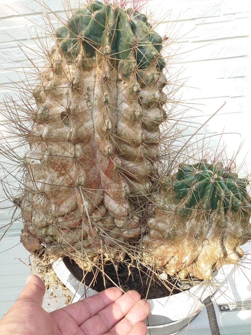 巨鷲玉 フェロカクタス 大株