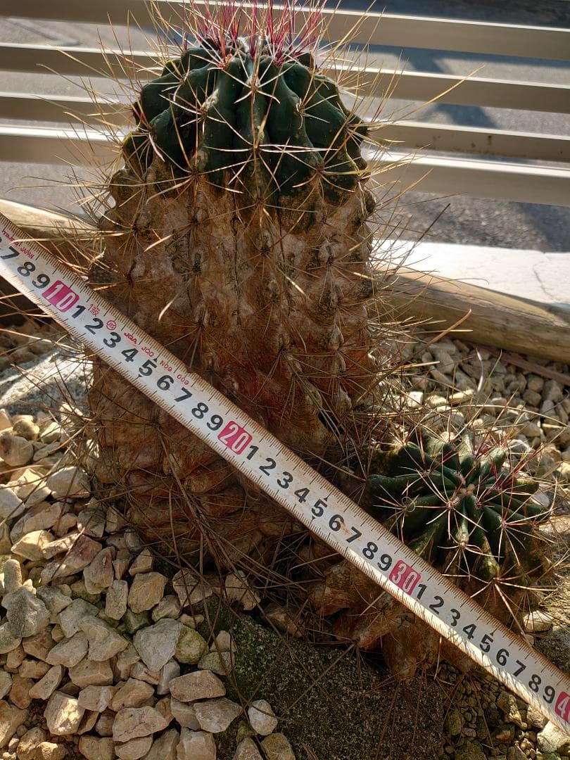 巨鷲玉 フェロカクタス 大株