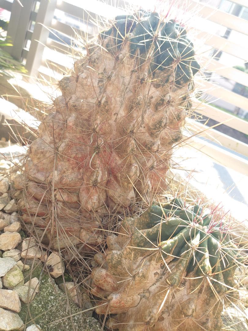 巨鷲玉 フェロカクタス 大株