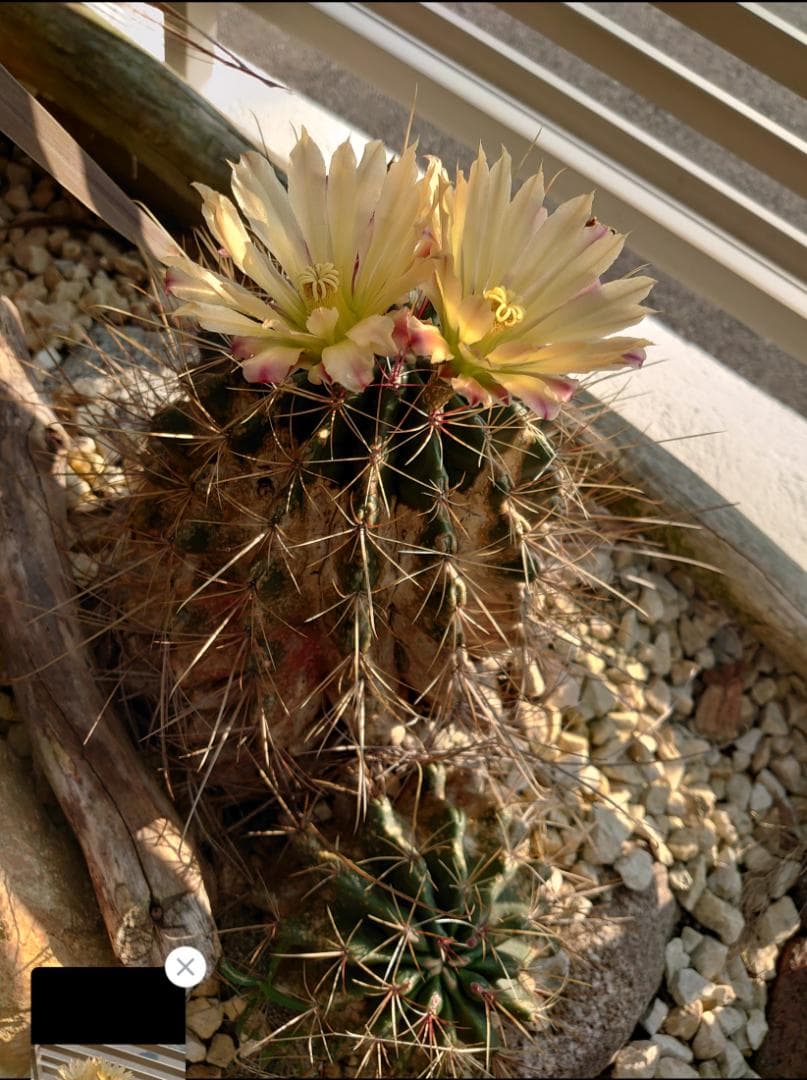 巨鷲玉 フェロカクタス 大株