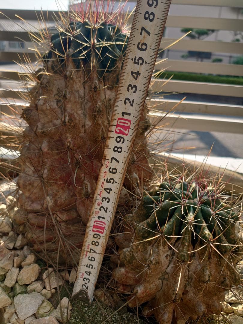 巨鷲玉 フェロカクタス 大株