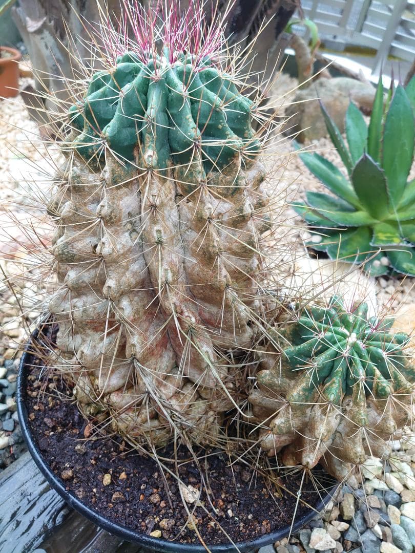 巨鷲玉 フェロカクタス 大株