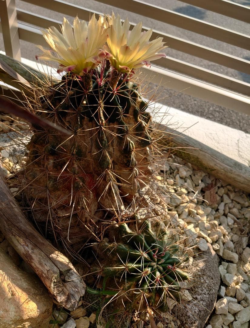 巨鷲玉 フェロカクタス 大株