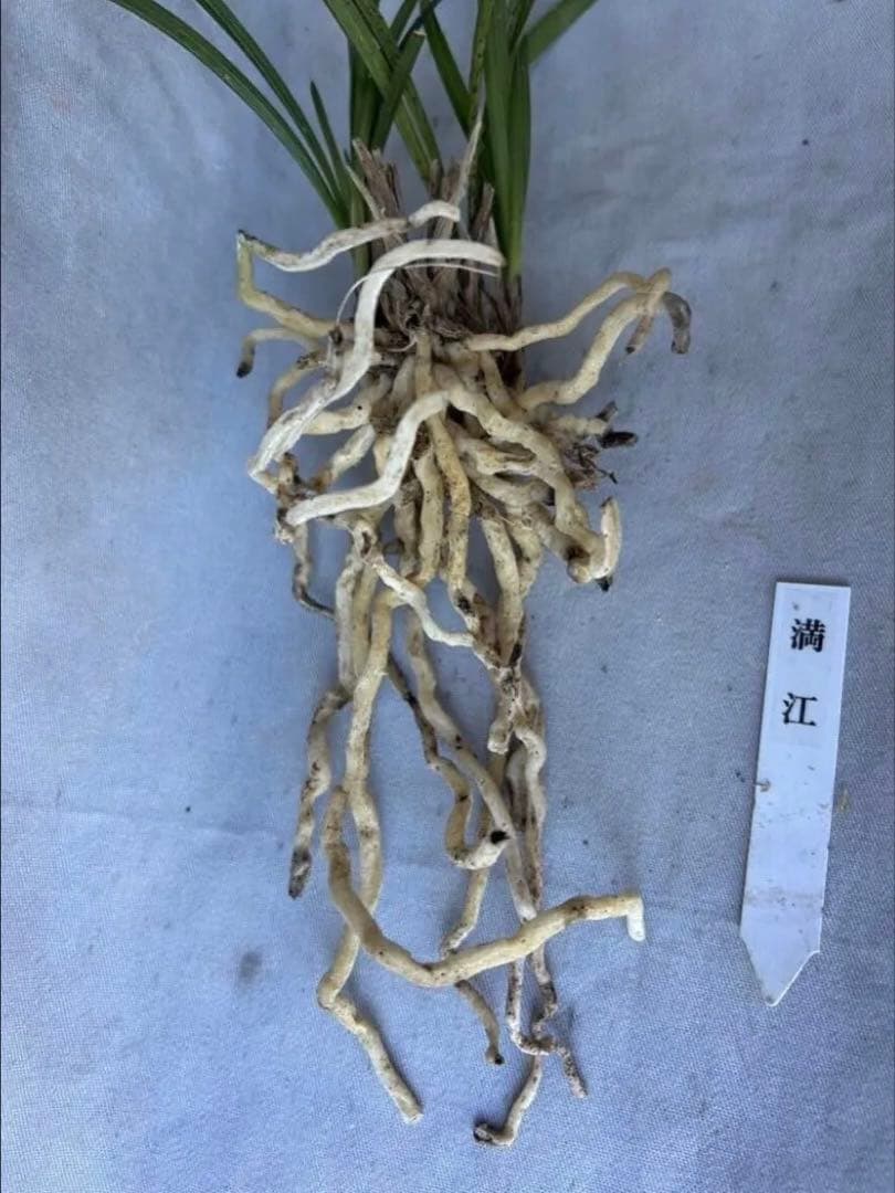 韓国春蘭☆満紅☆まんほん☆交配種☆5本 - メルカリ