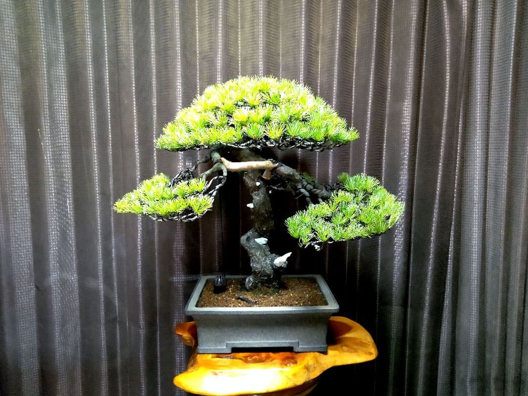 【樹高52㎝ 　五葉松盆栽】　　　⭕樹齢80年超…お宝❗真柏