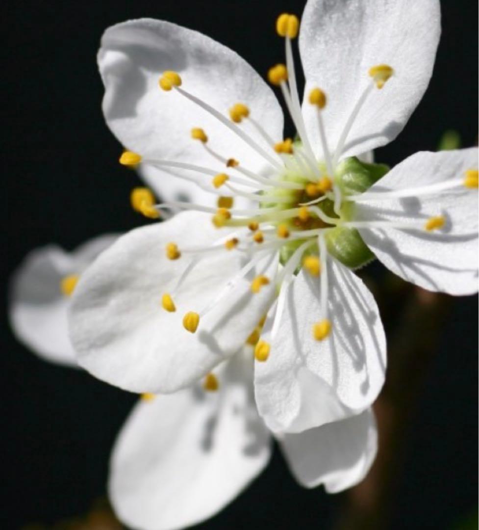 シュガープルーン 西洋すもも　接木苗木 約80㌢宅急便.ポット植えのまま匿名発送