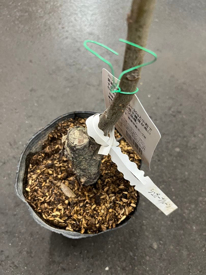 シュガープルーン 西洋すもも　接木苗木 約80㌢宅急便.ポット植えのまま匿名発送