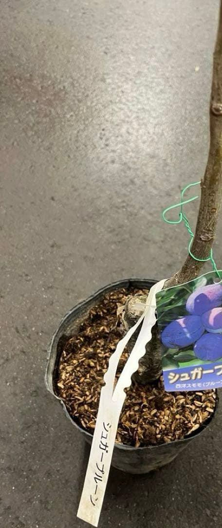 シュガープルーン 西洋すもも　接木苗木 約80㌢宅急便.ポット植えのまま匿名発送