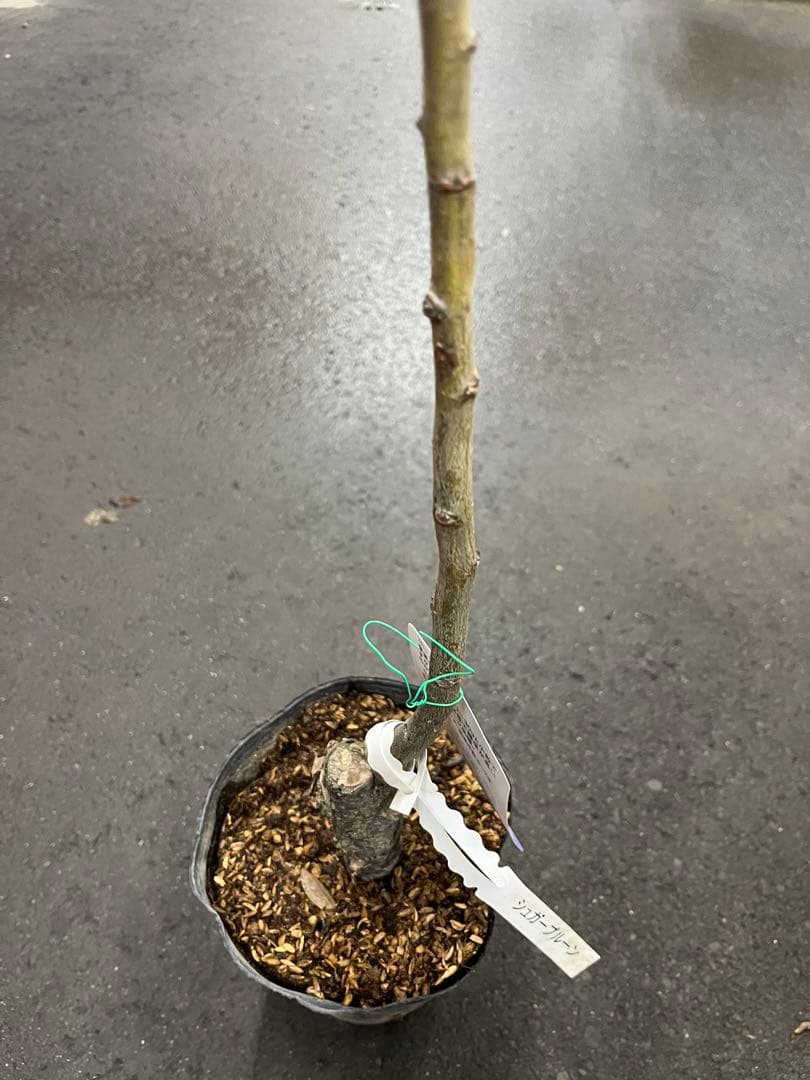 シュガープルーン 西洋すもも　接木苗木 約80㌢宅急便.ポット植えのまま匿名発送