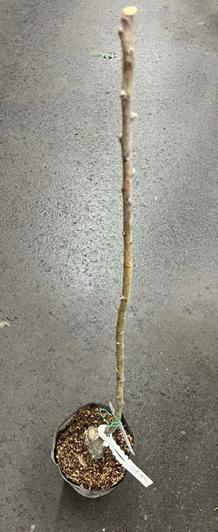 シュガープルーン 西洋すもも　接木苗木 約80㌢宅急便.ポット植えのまま匿名発送