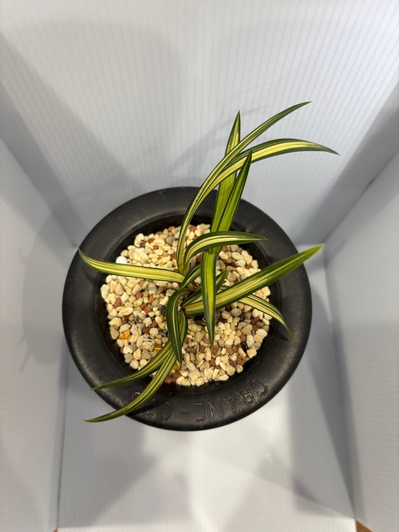 春蘭　韓国春蘭　栄光No.1