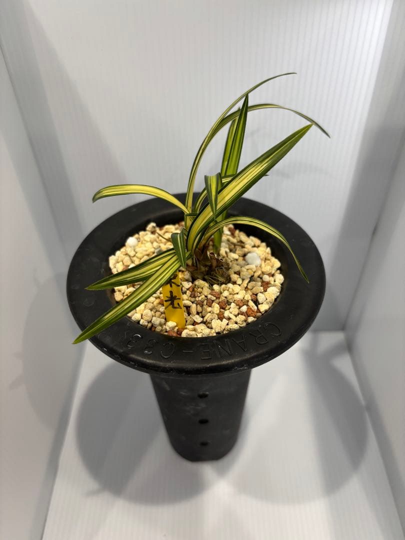 春蘭　韓国春蘭　栄光No.1