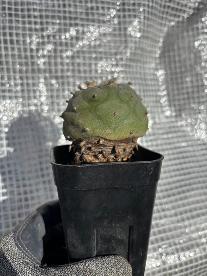 ロホホラ・翠冠玉・現地球【塊根植物・銀冠玉】