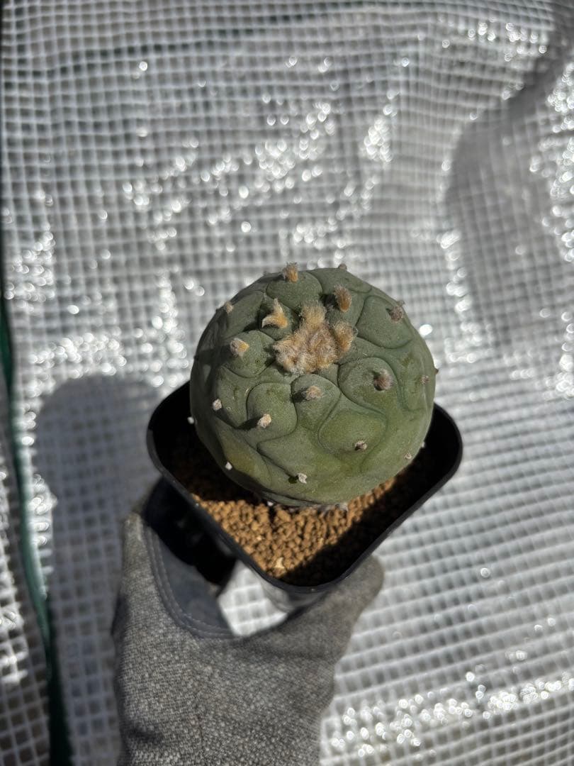 ロホホラ・翠冠玉・現地球【塊根植物・銀冠玉】