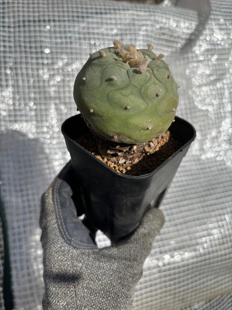 ロホホラ・翠冠玉・現地球【塊根植物・銀冠玉】