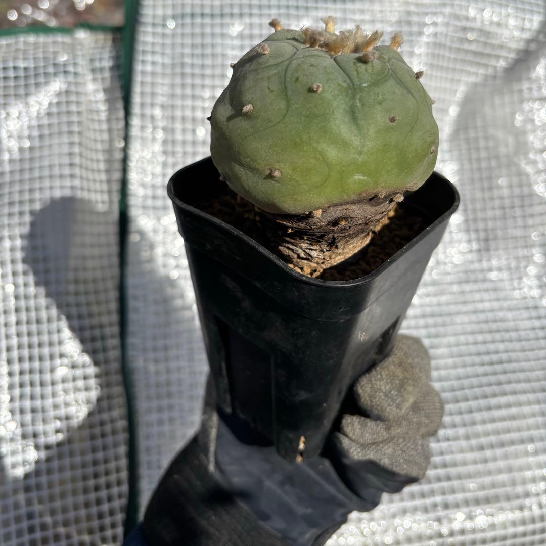 ロホホラ・翠冠玉・現地球【塊根植物・銀冠玉】