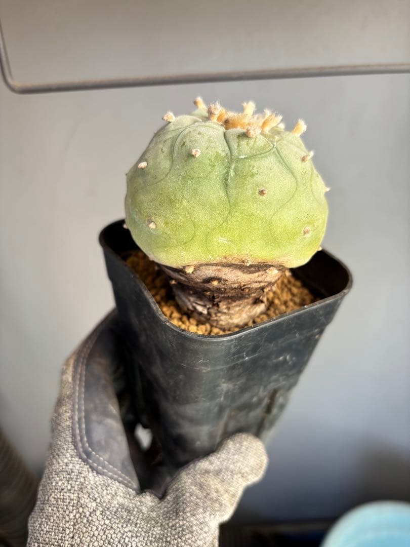 ロホホラ・翠冠玉・現地球【塊根植物・銀冠玉】