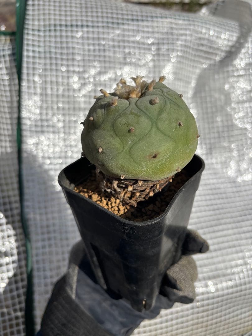 ロホホラ・翠冠玉・現地球【塊根植物・銀冠玉】